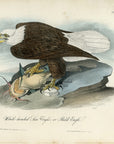 Audubon White-Headed Sea Eagle or Bald Eagle Pl. 14 - Birds Of America Royal Octavo 1st Edition Antique Print