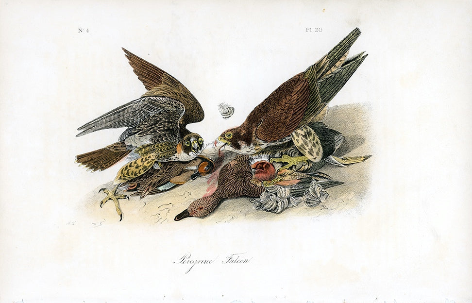 Audubon Peregrine Falcon Pl. 20 - Birds Of America Royal Octavo 1st Edition Antique Print