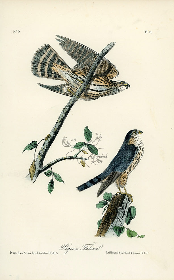 Audubon Pigeon Falcon Pl. 21 - Birds Of America Royal Octavo 1st Edition Antique Print