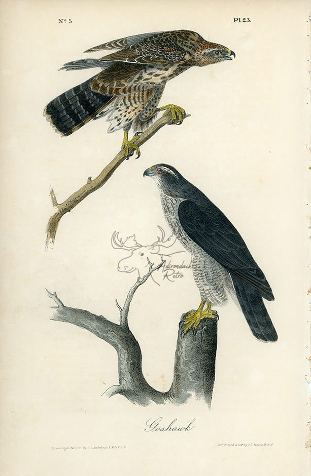 Audubon Goshawk Pl. 23 - Birds Of America Royal Octavo 1st Edition Antique Print