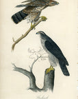 Audubon Goshawk Pl. 23 - Birds Of America Royal Octavo 1st Edition Antique Print