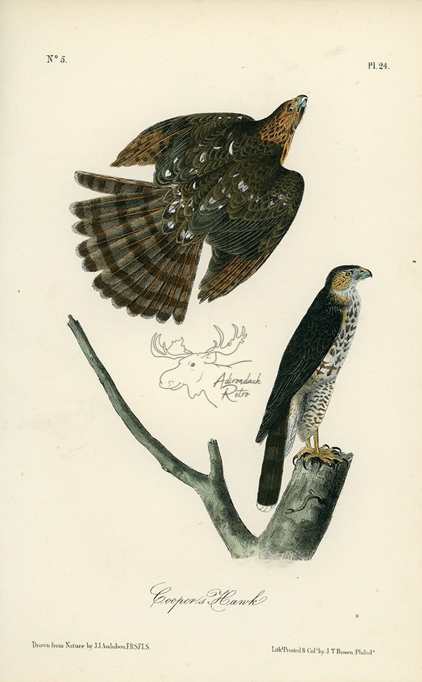 Audubon Cooper&#39;s Hawk Pl. 24 - Birds Of America Royal Octavo 1st Edition Antique Print