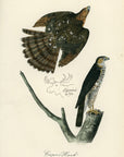 Audubon Cooper's Hawk Pl. 24 - Birds Of America Royal Octavo 1st Edition Antique Print