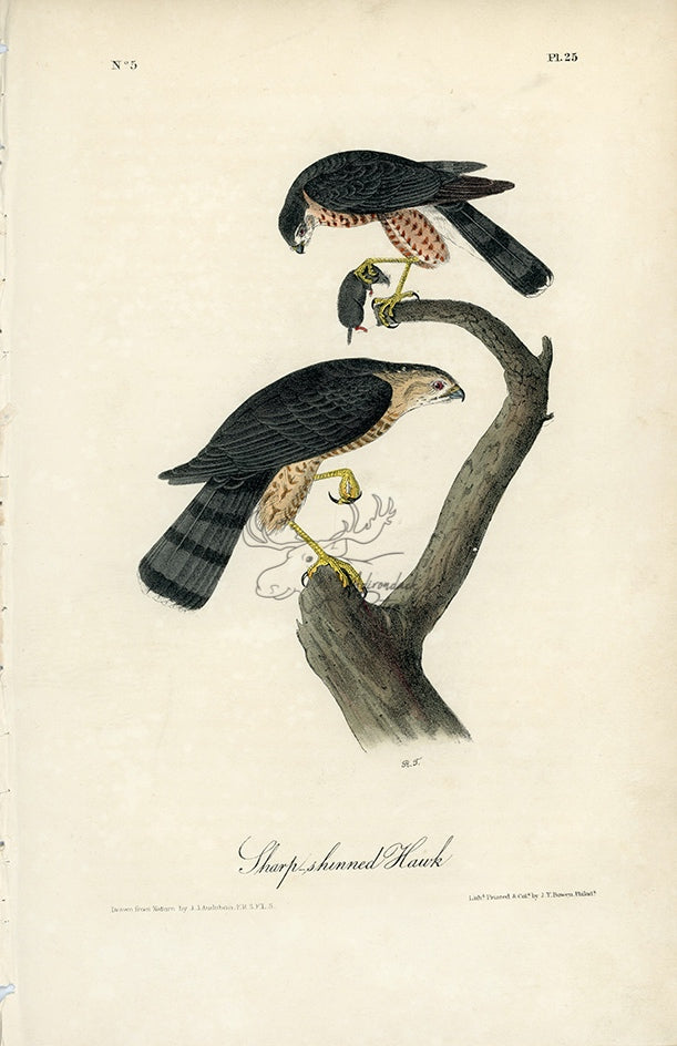 Audubon Sharp-shinned Hawk Pl. 25 - Birds Of America Royal Octavo 1st Edition Antique Print