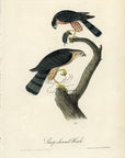 Audubon Sharp-shinned Hawk Pl. 25 - Birds Of America Royal Octavo 1st Edition Antique Print