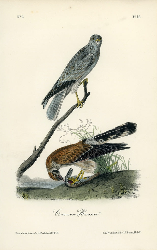 Audubon Common Harrier Pl. 26 - Birds Of America Royal Octavo 1st Edition Antique Print