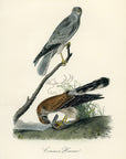 Audubon Common Harrier Pl. 26 - Birds Of America Royal Octavo 1st Edition Antique Print
