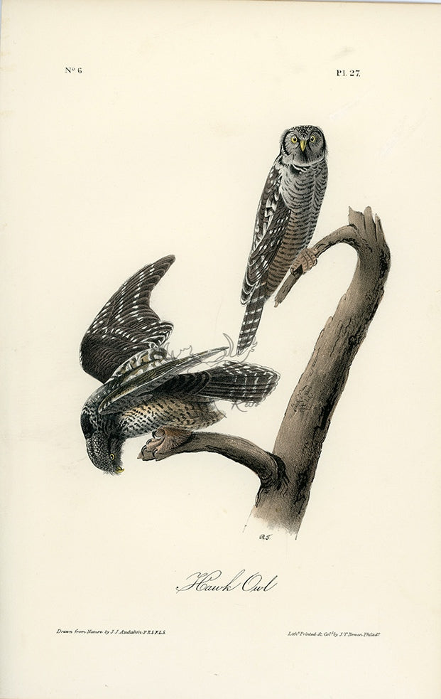 Audubon Hawk Owl Pl. 27 - Birds Of America Royal Octavo 1st Edition Antique Print