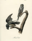 Audubon Hawk Owl Pl. 27 - Birds Of America Royal Octavo 1st Edition Antique Print