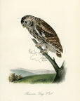 Audubon Passerine Day-Owl Pl. 29 - Birds Of America Royal Octavo 1st Edition Antique Print