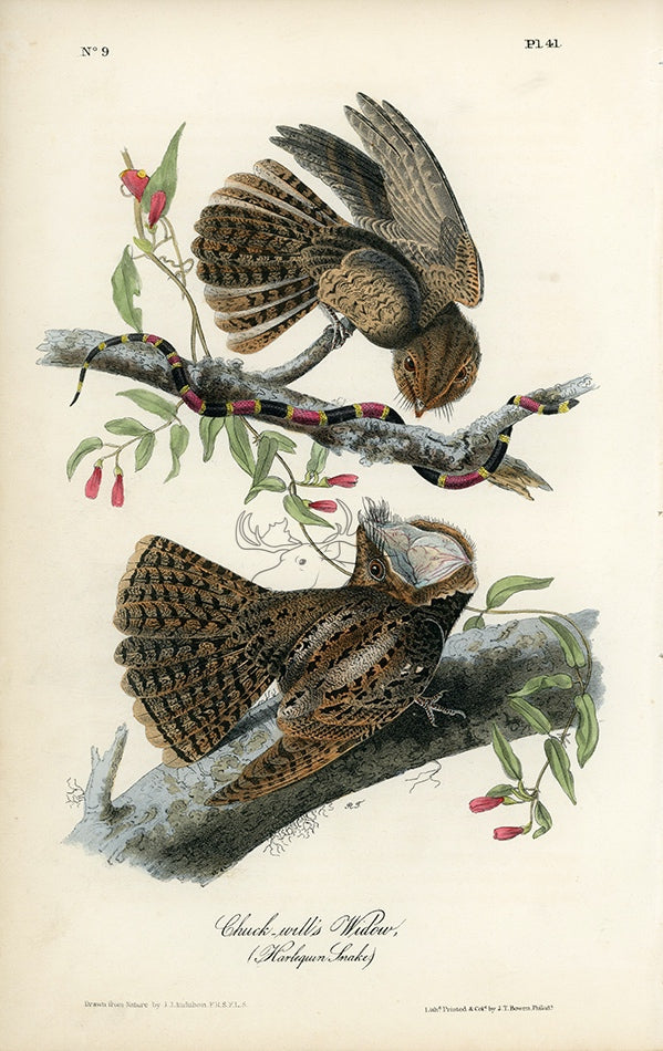 Audubon Chuck-will&#39;s Widow (Harlequin Snake) Pl. 41 - Birds Of America Royal Octavo 1st Edition Antique Print