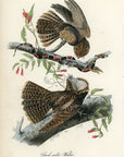 Audubon Chuck-will's Widow (Harlequin Snake) Pl. 41 - Birds Of America Royal Octavo 1st Edition Antique Print