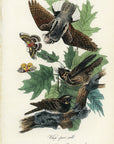 Audubon Whip-poor-will Pl. 42 - Birds Of America Royal Octavo 1st Edition Antique Print