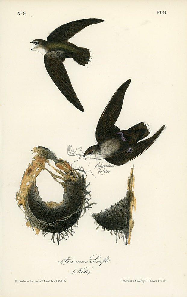 Audubon American Swift Pl. 44 - Birds Of America Royal Octavo 1st Edition Antique Print