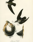 Audubon American Swift Pl. 44 - Birds Of America Royal Octavo 1st Edition Antique Print