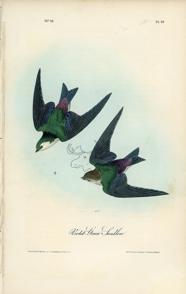 Audubon Violet-Green Swallow Pl. 49 - Birds Of America Royal Octavo 1st Edition Antique Print
