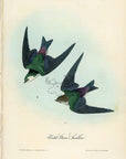 Audubon Violet-Green Swallow Pl. 49 - Birds Of America Royal Octavo 1st Edition Antique Print