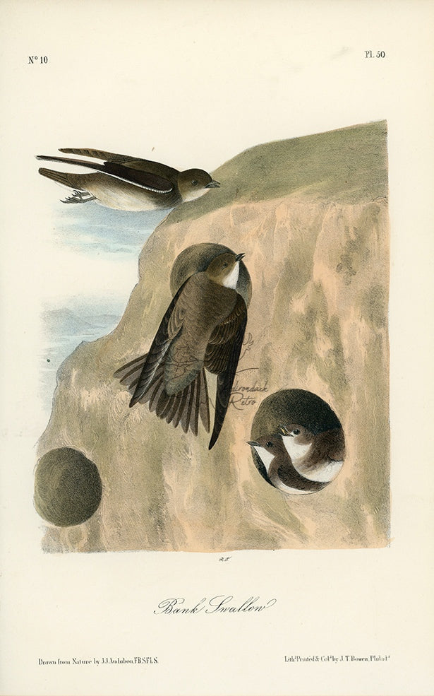 Audubon Bank Swallow Pl. 50 - Birds Of America Royal Octavo 1st Edition Antique Print