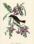 Audubon Pipiry Flycatcher Pl. 55 - Birds Of America Royal Octavo 1st Edition Antique Print