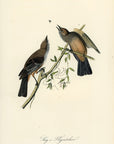 Audubon Say's Flycatcher Pl. 59 - Birds Of America Royal Octavo 1st Edition Antique Print