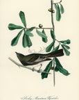 Audubon Rocky Mountain Flycatcher Pl. 60 - Birds Of America Royal Octavo 1st Edition Antique Print