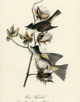 Audubon Pewee Flycatcher Pl. 63 - Birds Of America Royal Octavo 1st Edition Antique Print