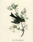 Audubon Wood Pewee Flycatcher Pl. 64 - Birds Of America Royal Octavo 1st Edition Antique Print