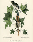 Audubon Traill's Flycatcher Pl. 65 - Birds Of America Royal Octavo 1st Edition Antique Print