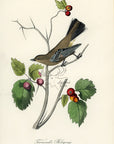 Audubon Townsend's Ptilogonys Pl. 69 - Birds Of America Royal Octavo 1st Edition Antique Print