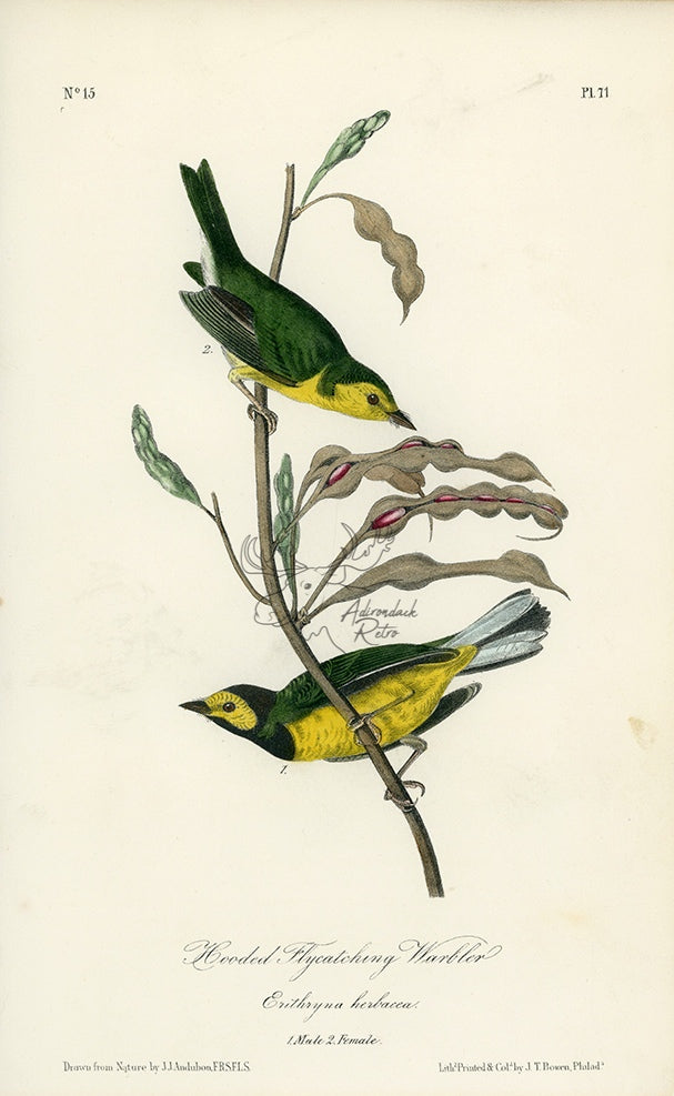 Audubon Hooded Flycatching Warbler Pl. 71 - Birds Of America Royal Octavo 1st Edition Antique Print