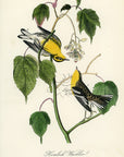 Audubon Hemlock Warbler Pl. 83 - Birds Of America Royal Octavo 1st Edition Antique Print
