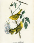 Audubon Yellow-poll Wood Warbler Pl. 88 - Birds Of America Royal Octavo 1st Edition Antique Print