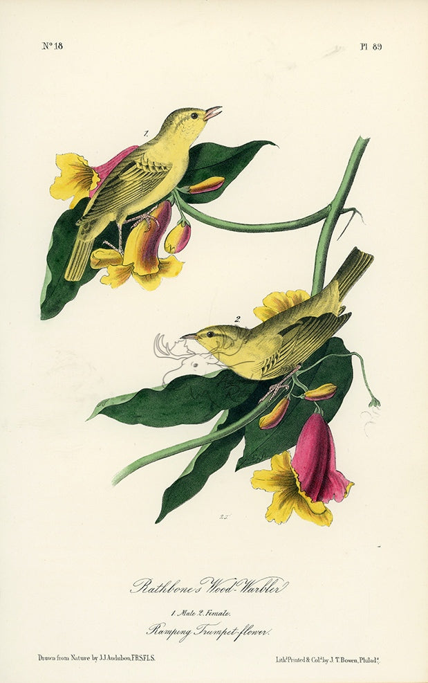 Audubon Rathbone&#39;s Wood Warbler Pl. 89 - Birds Of America Royal Octavo 1st Edition Antique Print