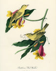 Audubon Rathbone's Wood Warbler Pl. 89 - Birds Of America Royal Octavo 1st Edition Antique Print