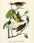 Audubon Yellow Red-poll Wood Warbler Pl. 90 - Birds Of America Royal Octavo 1st Edition Antique Print