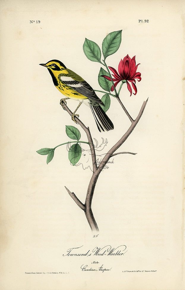Audubon Townsend&#39;s Wood Warbler Pl. 92 - Birds Of America Royal Octavo 1st Edition Antique Print