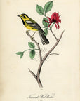 Audubon Townsend's Wood Warbler Pl. 92 - Birds Of America Royal Octavo 1st Edition Antique Print