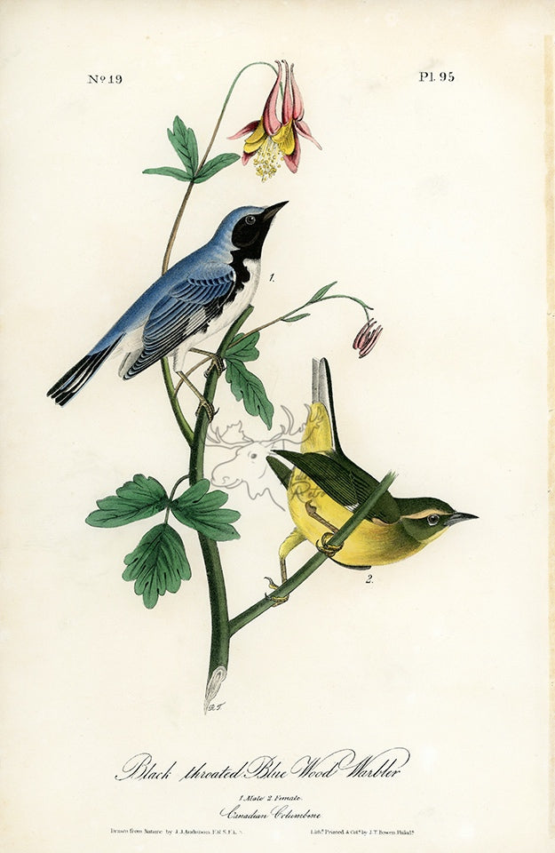 Audubon Black-throated Blue Wood Warbler Pl. 95 - Birds Of America Royal Octavo 1st Edition Antique Print