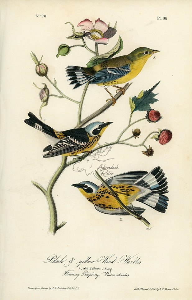 Audubon Black &amp; Yellow Wood Warbler Pl. 96 - Birds Of America Royal Octavo 1st Edition Antique Print