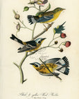 Audubon Black & Yellow Wood Warbler Pl. 96 - Birds Of America Royal Octavo 1st Edition Antique Print