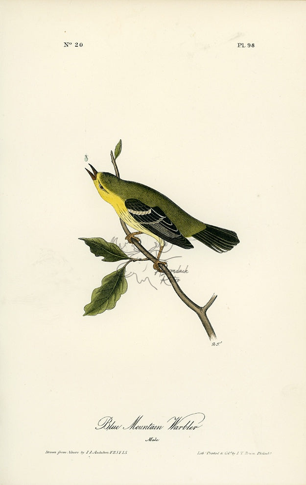 Audubon Blue Mountain Warbler Pl. 98 - Birds Of America Royal Octavo 1st Edition Antique Print