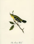 Audubon Blue Mountain Warbler Pl. 98 - Birds Of America Royal Octavo 1st Edition Antique Print