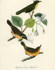 Audubon Maryland Ground Warbler Pl. 102 - Birds Of America Royal Octavo 1st Edition Antique Print