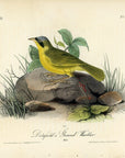 Audubon Delafield's Ground Warbler Pl. 103 - Birds Of America Royal Octavo 1st Edition Antique Print
