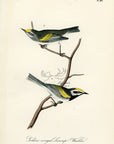 Audubon Golden-winged Swamp Warbler Pl. 107 - Birds Of America Royal Octavo 1st Edition Antique Print
