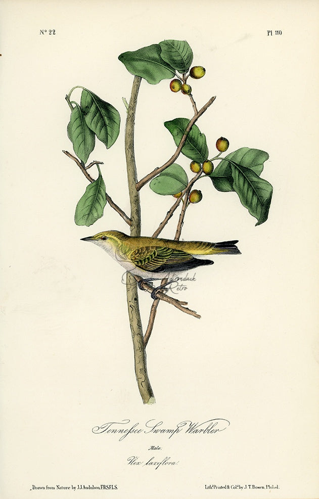 Audubon Tennessee Swamp Warbler Pl. 110 - Birds Of America Royal Octavo 1st Edition Antique Print