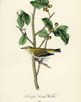 Audubon Tennessee Swamp Warbler Pl. 110 - Birds Of America Royal Octavo 1st Edition Antique Print