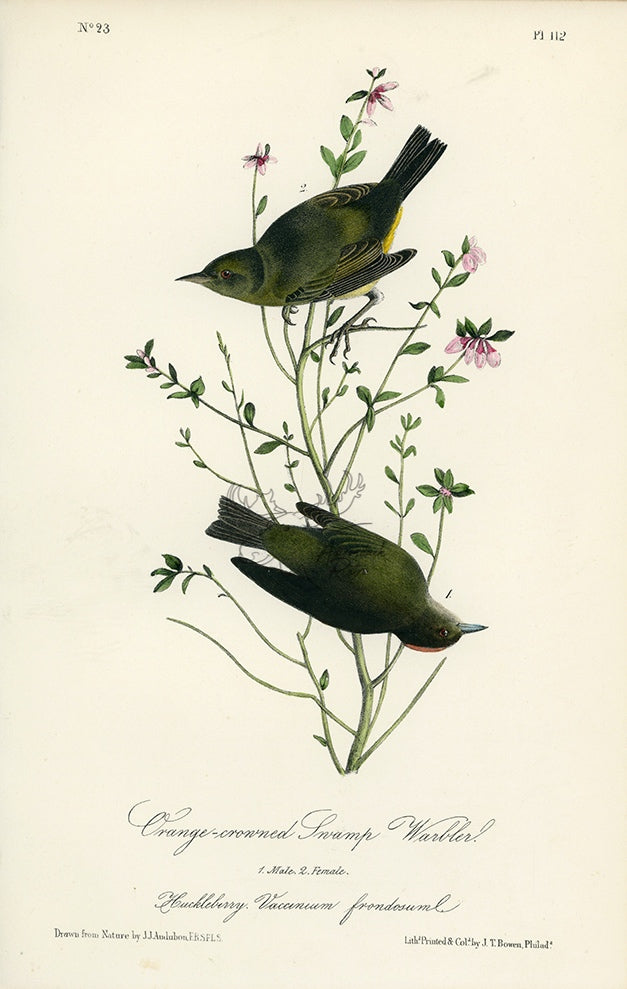 Audubon Orange-crowned Swamp Warbler Pl. 112 - Birds Of America Royal Octavo 1st Edition Antique Print