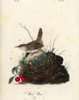 Audubon Wood Wren Pl. 119 - Birds Of America Royal Octavo 1st Edition Antique Print