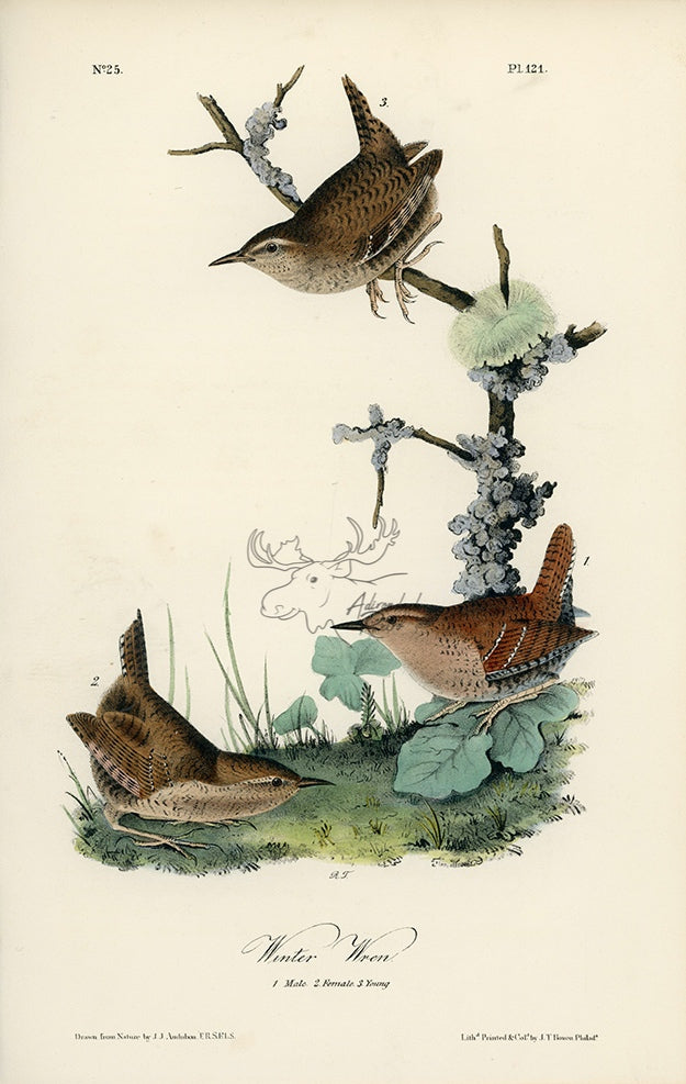 Audubon Winter Wren Pl. 121 - Birds Of America Royal Octavo 1st Edition Antique Print